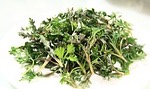 Wermut Absinth (Artemisia absinthium)