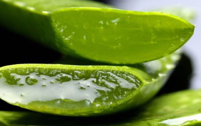 Aloe Vera (Barabdensis  Liliaceae)