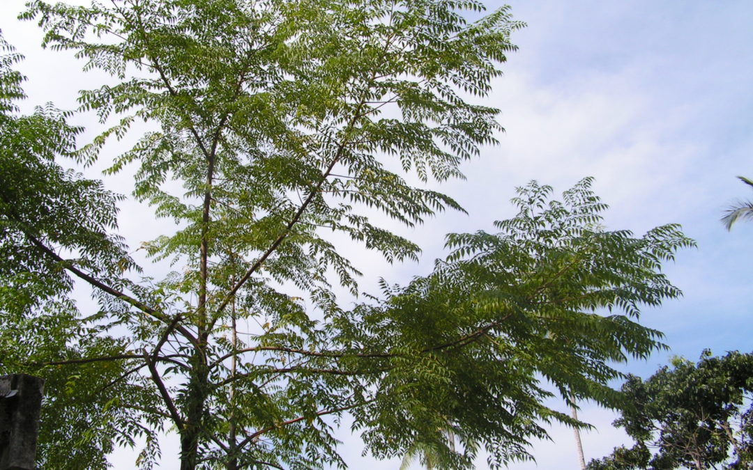 Nimbaum (Azadirachta indica (Meliaceae)